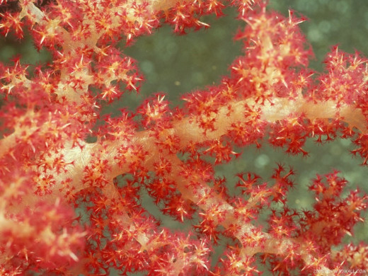 25917 (a): :1024x768